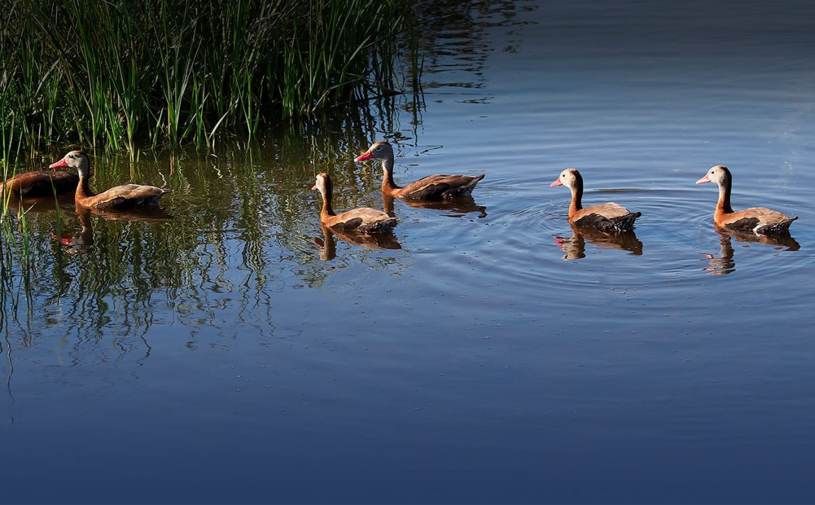 la joya- storm water-header_ducks-min