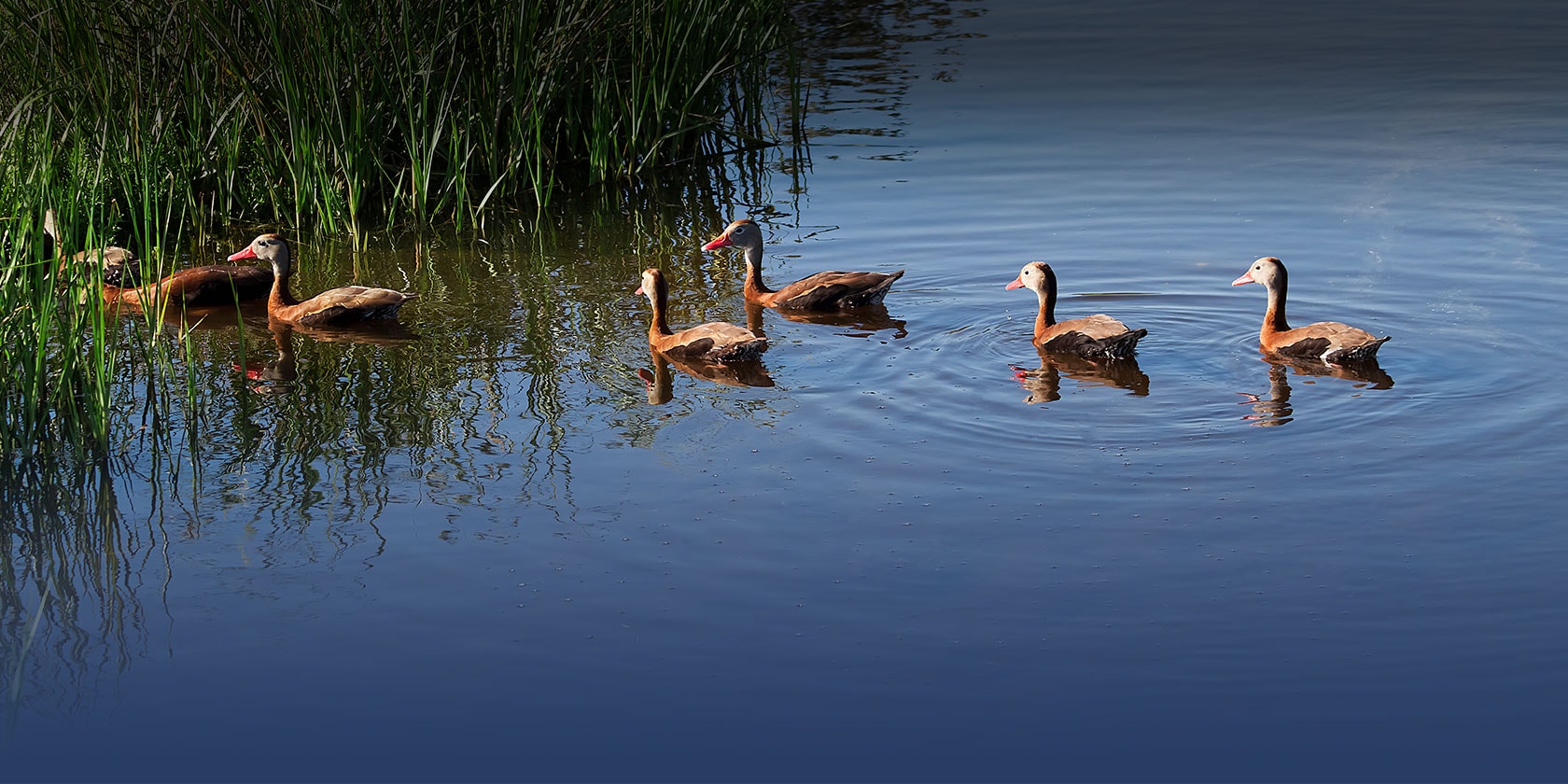 la joya- storm water-header_ducks-min